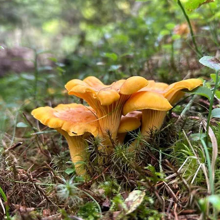 Alpengasthof Gutenbrunn * Mallnitz