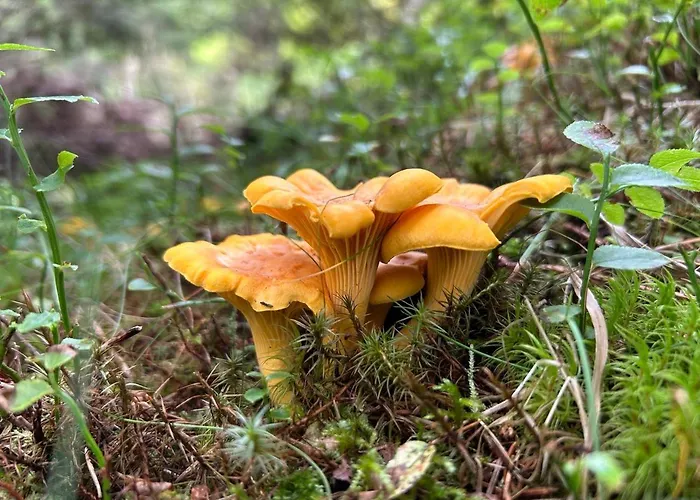 Alpengasthof Gutenbrunn * Mallnitz